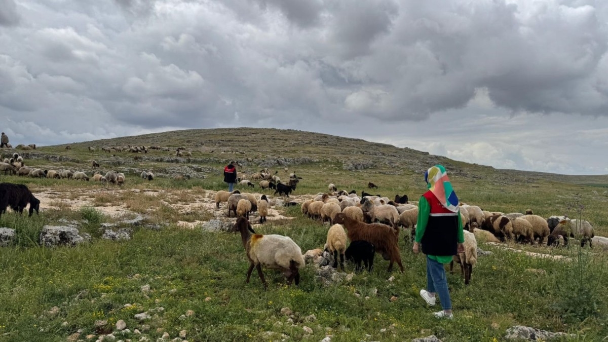 Adıyaman’da Hayvancılık İçin Adım