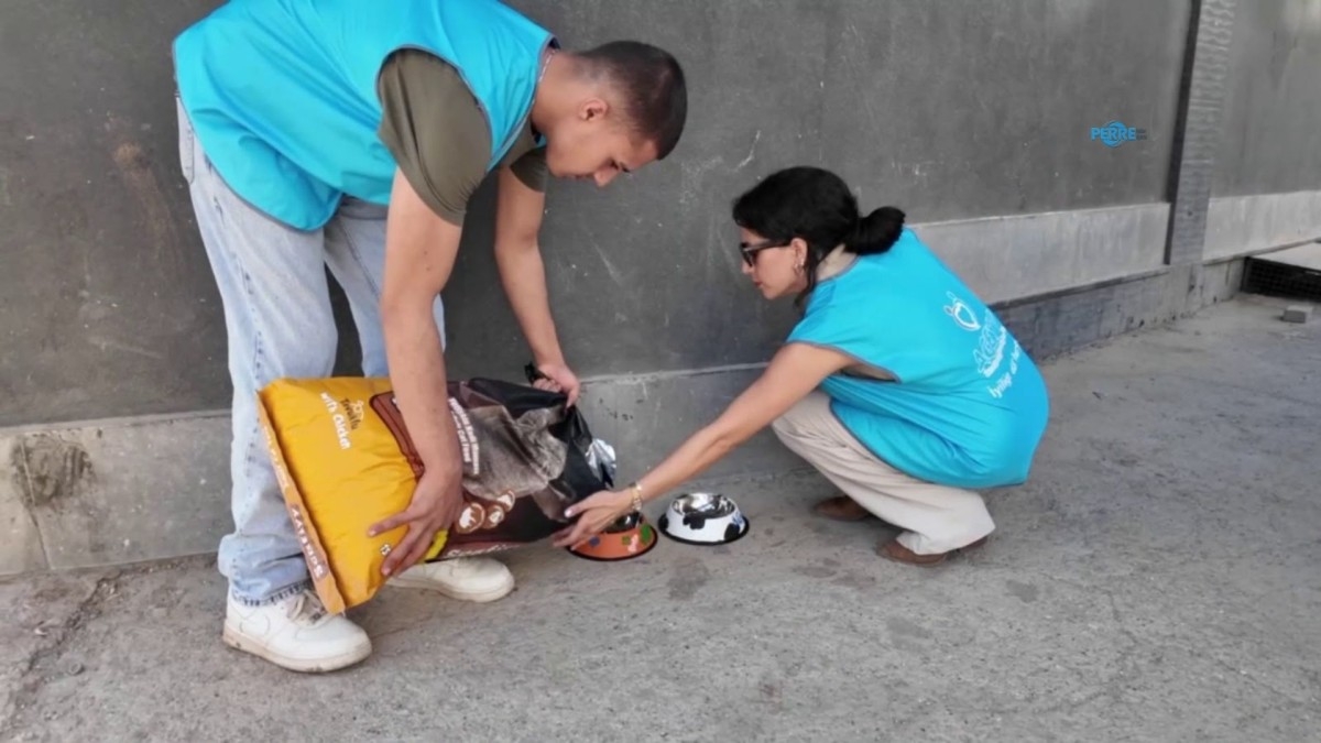 Adıyaman’da sokak hayvanları için 20 beslenme noktası oluşturuldu - Videolu Haber